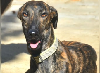 Zendaya geb. 05/2023 (ESP) - zarte und feinfühlige, wunderschöne Galga!