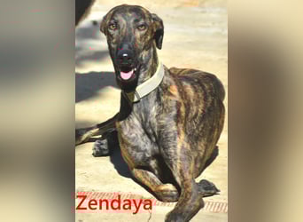 Zendaya geb. 05/2023 (ESP) - zarte und feinfühlige, wunderschöne Galga!