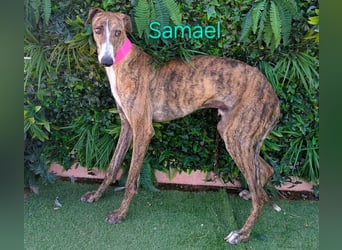 Samael geb. 09/2022 (ESP) - ausdrucksstarker und feinfühliger Galgo!
