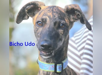 Bicho Udo geb. 07/2025 (ESP) - aufgeweckter und verspielter Galgo Welpe!