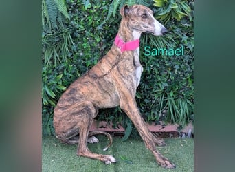 Samael geb. 09/2022 (ESP) - ausdrucksstarker und feinfühliger Galgo!