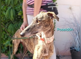 Poseidón geb. 05/2024 (ESP) - unglaublich lieber, ruhiger und edler Galgo!