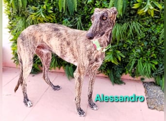 Alessandro geb. 05/2024 (ESP) - ausgeglichener, sympathischer und geselliger Galgo!