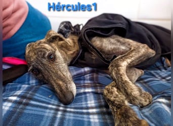 Hércules1 geb. 12/2021 (ESP) - zärtlicher, ruhiger und sensibler Galgo!