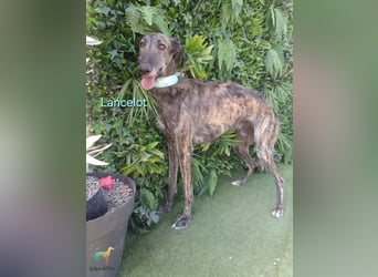 Lancelot geb. 05/2022 (ESP) - ganz bezaubernder, sanfter und anhänglicher Galgo!