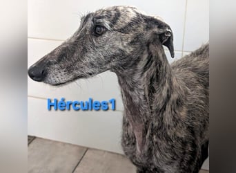 Hércules1 geb. 12/2021 (ESP) - zärtlicher, ruhiger und sensibler Galgo!