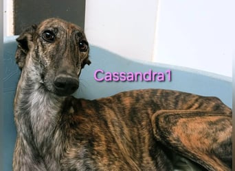 Cassandra1 geb. 09/2023 (ESP) - edle und sanftmütige Galga!