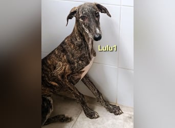 Lulu1 geb. 02/2025 (ESP) - sympathisches und fröhliches Galgo Mädchen!