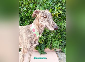 Alessandro geb. 05/2024 (ESP) - ausgeglichener, sympathischer und geselliger Galgo!
