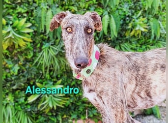 Alessandro geb. 05/2024 (ESP) - ausgeglichener, sympathischer und geselliger Galgo!