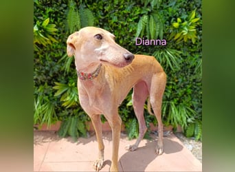 Dianna geb. 06/2022 (ESP) - verschmuste und ausgeglichene Galga!