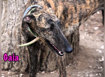 Gaia geb. 01/2025 (ESP) - liebe, verschmuste und zärtliche junge Galga!