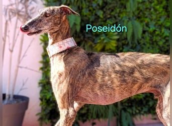 Poseidón geb. 05/2024 (ESP) - unglaublich lieber, ruhiger und edler Galgo!
