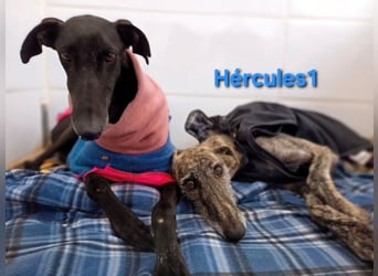 Hércules1 geb. 12/2021 (ESP) - zärtlicher, ruhiger und sensibler Galgo!