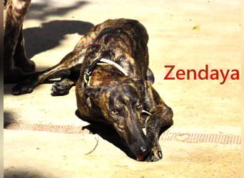 Zendaya geb. 05/2023 (ESP) - zarte und feinfühlige, wunderschöne Galga!