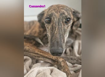 Cassandra1 geb. 09/2023 (ESP) - edle und sanftmütige Galga!