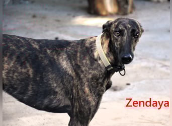 Zendaya geb. 05/2023 (ESP) - zarte und feinfühlige, wunderschöne Galga!