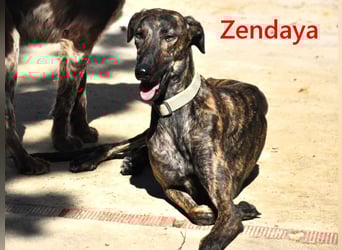 Zendaya geb. 05/2023 (ESP) - zarte und feinfühlige, wunderschöne Galga!