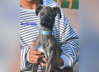 Bicho Udo geb. 07/2025 (ESP) - aufgeweckter und verspielter Galgo Welpe!