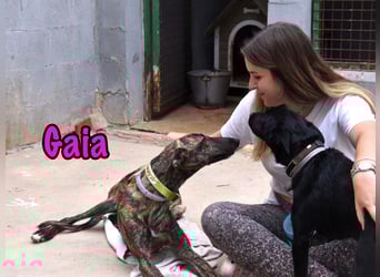 Gaia geb. 01/2025 (ESP) - liebe, verschmuste und zärtliche junge Galga!