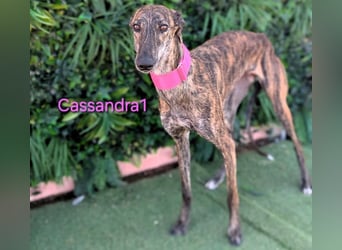 Cassandra1 geb. 09/2023 (ESP) - edle und sanftmütige Galga!