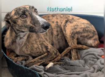 Nathaniel geb. 07/2021 (ESP) - lieber, ausgeglichener und verschmuster Galgo!
