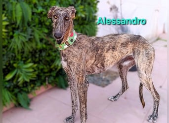 Alessandro geb. 05/2024 (ESP) - ausgeglichener, sympathischer und geselliger Galgo!