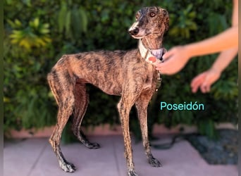 Poseidón geb. 05/2024 (ESP) - unglaublich lieber, ruhiger und edler Galgo!