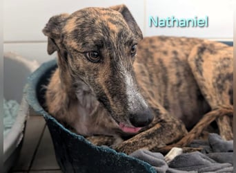 Nathaniel geb. 07/2021 (ESP) - lieber, ausgeglichener und verschmuster Galgo!