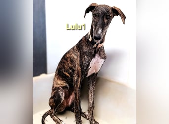 Lulu1 geb. 02/2025 (ESP) - sympathisches und fröhliches Galgo Mädchen!
