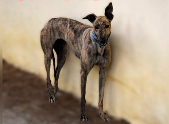 Wanda3 geb. 11/2023 (ESP) - menschenbezogene, hübsche Galga!