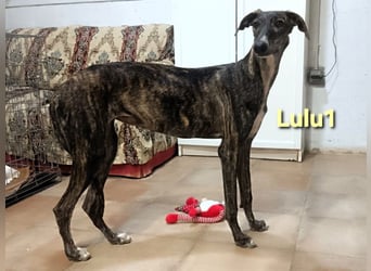 Lulu1 geb. 02/2025 (ESP) - sympathisches und fröhliches Galgo Mädchen!