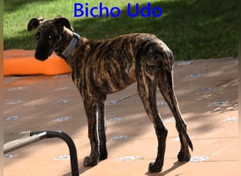 Bicho Udo geb. 07/2025 (ESP) - aufgeweckter und verspielter Galgo Welpe!