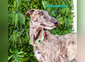 Alessandro geb. 05/2024 (ESP) - ausgeglichener, sympathischer und geselliger Galgo!