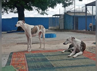 LION ein traumhafter Hundemann