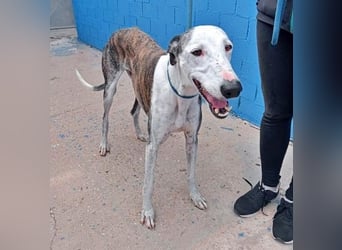 LION ein traumhafter Hundemann