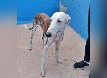 LION ein traumhafter Hundemann