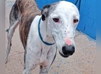 LION ein traumhafter Hundemann