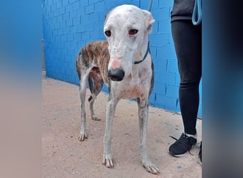 LION ein traumhafter Hundemann