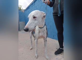 LION ein traumhafter Hundemann