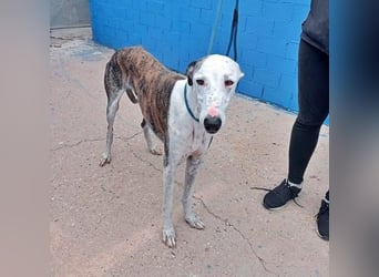 LION ein traumhafter Hundemann