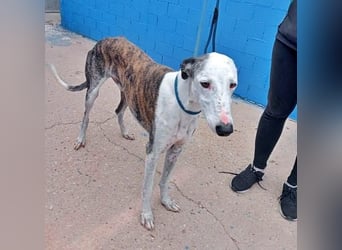 LION ein traumhafter Hundemann