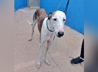 LION ein traumhafter Hundemann