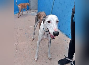 LION ein traumhafter Hundemann