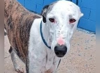 LION ein traumhafter Hundemann