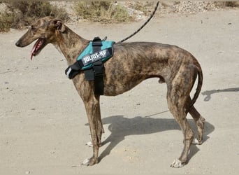 Dolar -  lässt sich gerne anfassen, aufmerksam und lernwillig