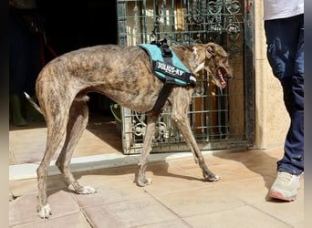 Dolar -  lässt sich gerne anfassen, aufmerksam und lernwillig