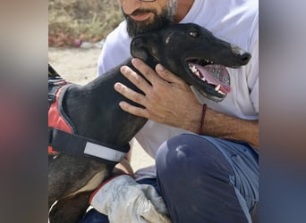 Hank - lässt sich gerne anfassen, zutraulich und freundlich