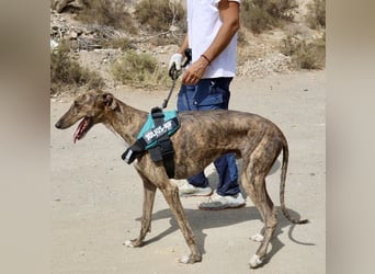 Dolar -  lässt sich gerne anfassen, aufmerksam und lernwillig
