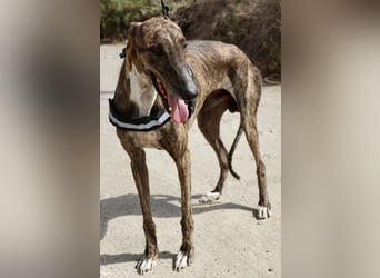 Dolar -  lässt sich gerne anfassen, aufmerksam und lernwillig